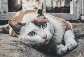 If you decide to feed the stray cat, you may be wondering what exactly to feed it. What To Feed Stray Cats Important Information Pawsome Kitty