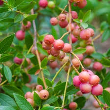 Get all the details below. What Is A Pink Lemonade Blueberry How To Grow Uk Growing Guide