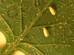 They come a great masses forming a white cloud around a plant, and produce a sticky honeydew as they feast on a plants sap. Identify And Rid Whiteflies From Your Hydroponic Garden Nosoilsolutions