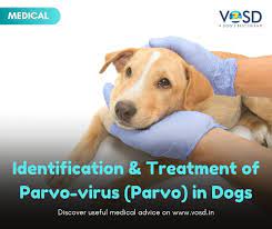 A virus has to run the course, but symptoms may be addressed, and by curing those symptoms the puppy may survive. Parvovirus Symptoms And Treatment In Dogs Vosd