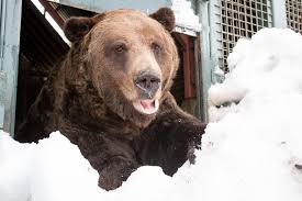 With standout performances from jonas valanciunas and dillon brooks, the grizzlies punched their ticket to the second round. Grouse Mountain S Grizzly Bears Emerge From Their Longest Hibernation Ever Ctv News