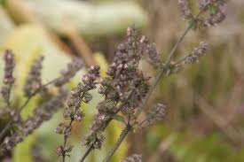 Image result for Mesosphaerum