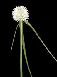 Image result for Kyllinga alba