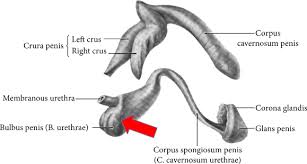 What causes swollen urethra in female? Hypothesis That Urethral Bulb Corpus Spongiosum Plays An Active Role In Male Urinary Continence