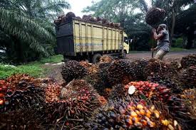 Ringgit Menguat Harga Minyak Sawit Malaysia Melemah Market Bisnis Com