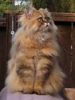 Golden Teacup Persian Kittens - Doll Face Persian ...