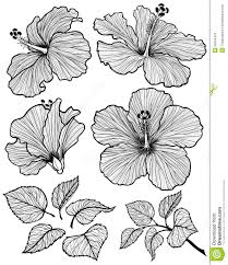 Hibiscus Flower Set Flower Drawing Flower Graphic Flower Sketches ✓ free for commercial use ✓ high quality images. hibiscus flower set flower drawing