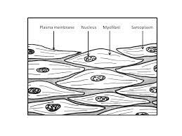 Smooth muscle lines the inside of blood vessels and organs, such as the stomach, and is also known as visceral muscle. Labeled Muscle Cell Diagram Human Anatomy