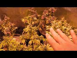 Maybe you would like to learn more about one of these? Black Dog Led Phytomax 2 600 Pflanzenlampe Full Spectrum Led Grow Light Kuche Haushalt Wohnen Pflanzenlichter Circusedu Com Ar