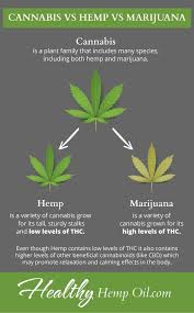 Cannabis Oil Not What You Think Hemp Vs Cannabis Oil Weed Lots Of It Pinterest Cannabis Medical And Oil