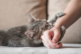 Image result for Cat Bite