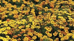 5 Conseils Pour Eliminer Le Liseron Jardinage Arbres Et Arbustes Arbuste