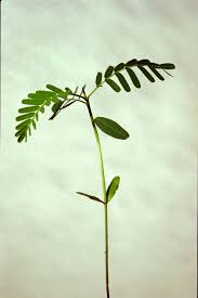 Image result for Sesbania sesban