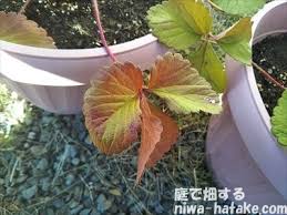 イチゴの葉や茎が赤くなる原因とは 庭で畑する