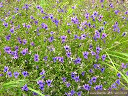 Image result for Monopsis