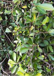 Image result for Embelia ruminata