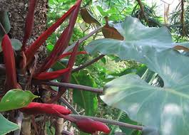 Araceae blushing philodendron, redleaf philodendron origin: This Is The Philodendrons Page Of Our A To Z Garden Guide How To Care For Them Landscaping With Them And Cooking And Healing With Them