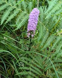 Image result for Neobolusia ciliata