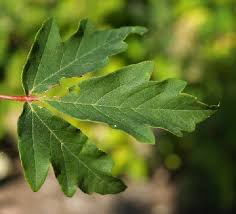 The tree is a deciduous tree, it will be up to 10 m (33 ft) high. Mount Allison Flora Project