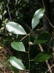 Image result for Trilepisium madagascariense
