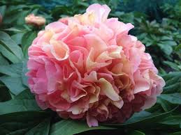 Check spelling or type a new query. Pin By Fam Me On Outdoor Living And Gardens Peonies Peonies Garden Beautiful Flowers
