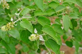 Image result for Croton megalobotrys