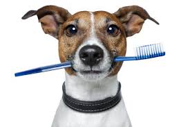We did not find results for: Union Hill Veterinary Hospital Home Facebook