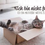 Die lustigsten top 10 katzen bilder. Katze Spruche Suche
