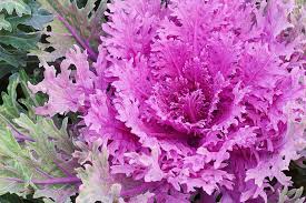 Today, there are many varieties and hybrids of ornamental cabbage. How To Grow Ornamental Flowering Kale Gardener S Path