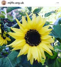 Pin By Nora Moya On Beautiful Flowers Beautiful Flowers Plants Sunflower