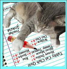 The proper term for a group of kittens is a kindle, litter or intrigue. Big Car Big Cat Quiz Answers