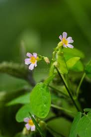 Image result for Oxalis barrelieri