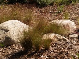 Image result for Aristida bipartita