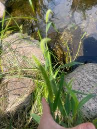 Image result for Setaria petiolata