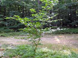 Voraussetzung ist dabei, dass der gewählte friedhof auch die trauerfeier bei einer baumbestattung im friedwald® oder im ruheforst® wird vom zuständigen förster durchgeführt und erfolgt unter freiem. Baumbestattungen Im Ausland