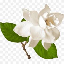 Image result for Gardenia cornuta