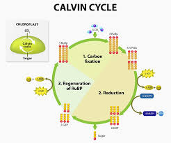 These reactions, which occur on the thylakoid membranes of the chloroplast or on membranes of certain prokaryotes, convert solar energy to the chemical energy of atp and nadph, releasing oxygen in the process. Ls1 5 Photosynthesis Modeling Biology Dictionary