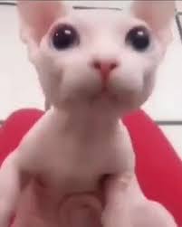 Bingus is a hairless sphynx cat that originated from a video in which he is petted while staring at his attracting attention on instagram in march 2020, bingus' popularity exploded in september after he. Dead But Delicious Bingus Love Funny Anime Pics Anime Funny Cute Animals