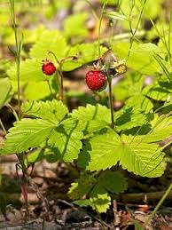 Image result for Fragaria vesca