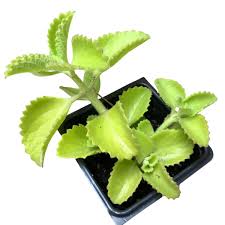 Image result for Plectranthus elegans