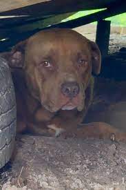 Woman Finds Abandoned Dog in Texas Heat After Neighbors Move Away  (Exclusive)
