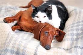 This is not a disease, but a reaction to an underlying condition. Congestive Heart Failure In Dogs And Cats Veterinary Partner Vin