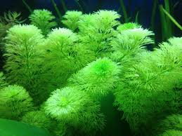 Image result for Limnophila