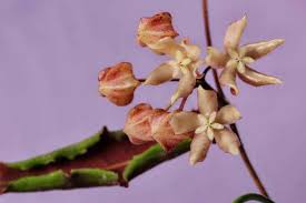 Image result for Polystachya undulata