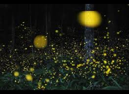 Photos Fireflies Light Up Night In Awesome Long Exposure Shots Firefly Photography Long Exposure Photos Time Lapse Photography