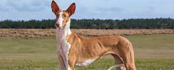 To learn more about each adoptable dog, click on the i icon for some fast facts, or click on their name or. Ibizan Hound Dog Breed Profile Petfinder