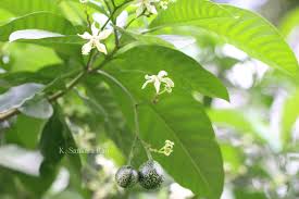 Image result for Tabernaemontana pachysiphon