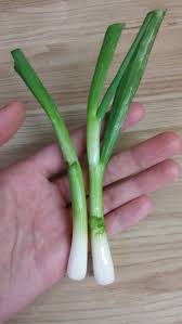 Feb 12, 2021 · set the container in a warm and sunny spot and keep the roots submerged in shallow water. How To Grow Green Onions From Scraps In Water