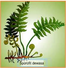Gambar 2.1bagian tumbuhan paku daun paku tumbuh dari percabangan tulang daun yang disebut frond, dan keseluruhan daun dalam satu tangkai daun disebut dengan pinna.jika diperhatikan pada permukaan bagian bawah daun terdapat Biologi Gonzaga Soal Lumut And Paku