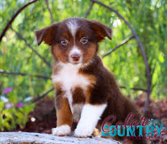 Red merle australian shepherds' shades are much more like blue merles. Mad About You S Red Tri Male 1 Color Country Aussies